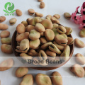 Chinese broad beans Qinghai Origin english bean